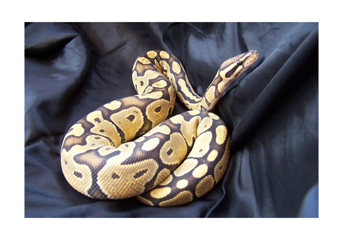 Clyde