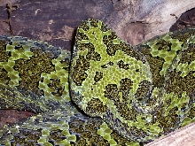 Mangshan Viper