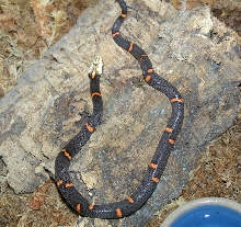 Azemiops feae