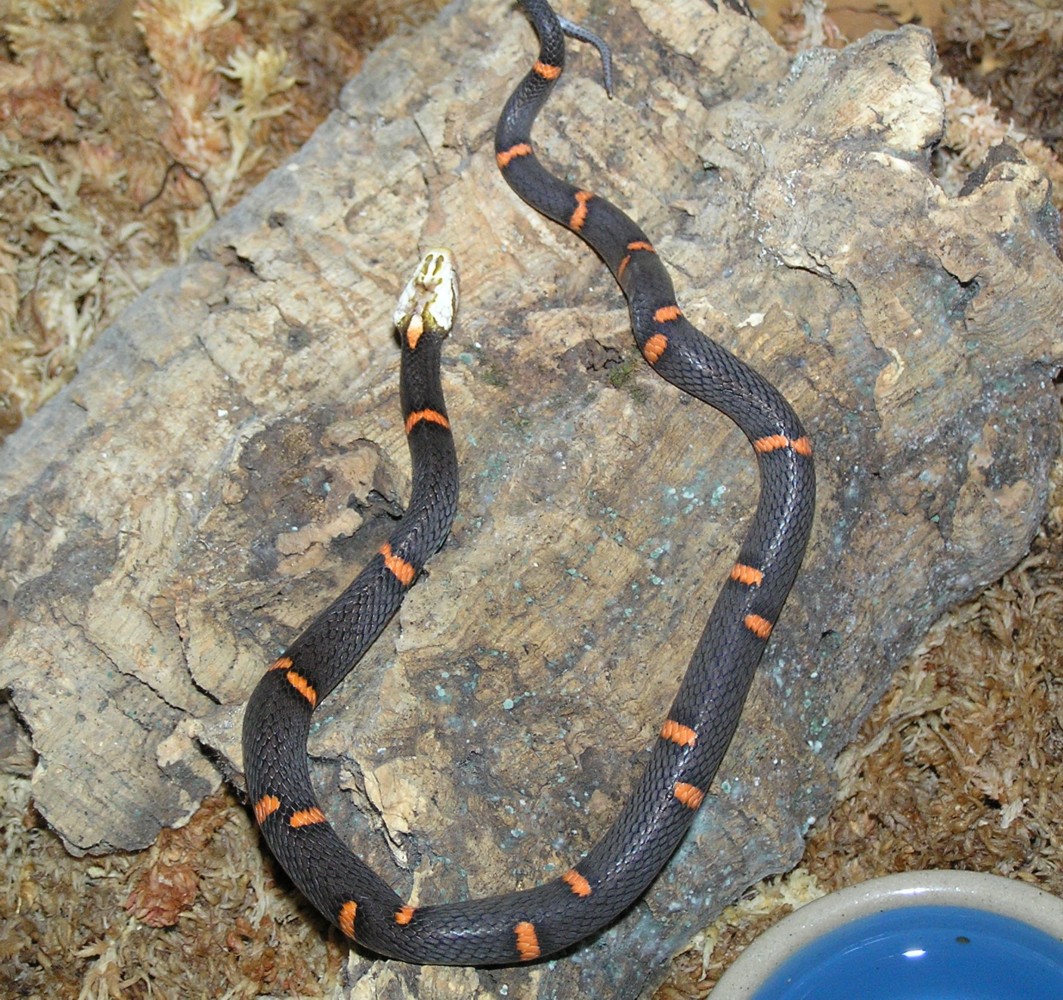 Azemiops feae