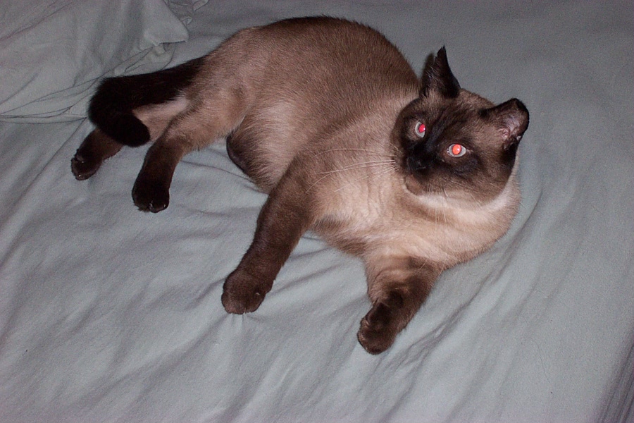 Frankie