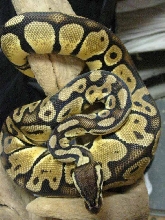 female pastel