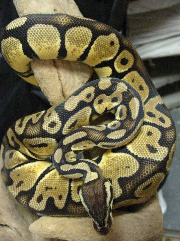 female pastel