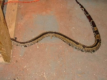 guyana with stripe