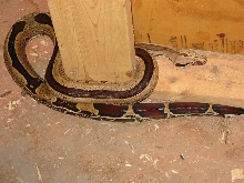 guyana with stripe