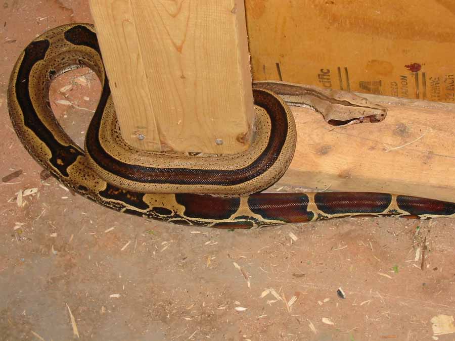 guyana with stripe