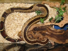 guyana with stripe