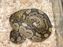 male ghost