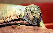dino