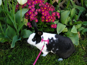 Maggie's First Trip Outside