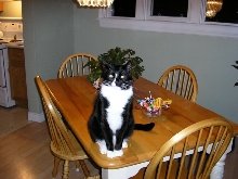 Oreo