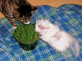 Sidney and Stuart Again