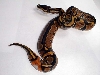 50% Het Piebald Ringer