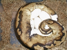eggs