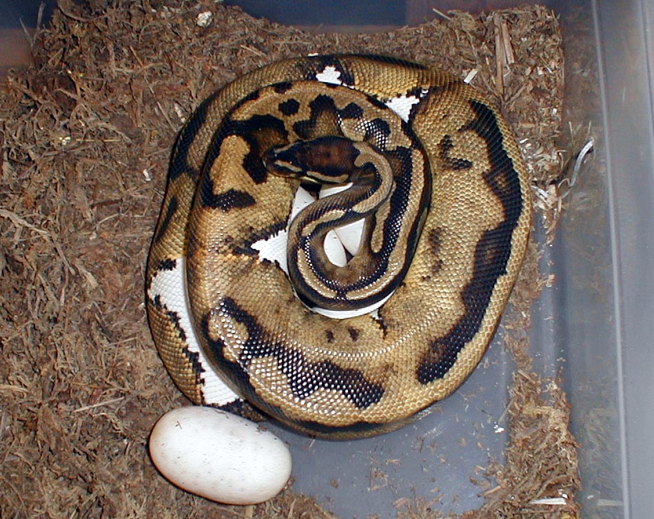 Female pied on eggs
