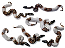 six pieds