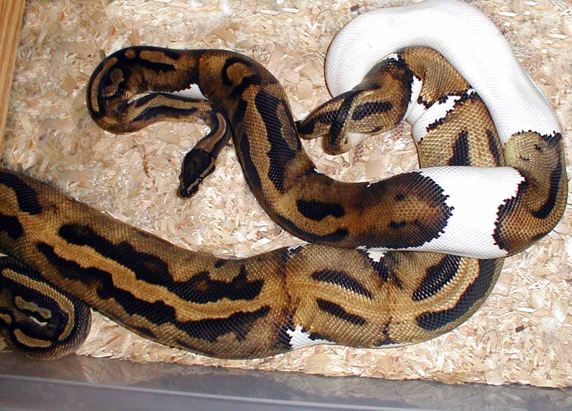 Pieds breeding