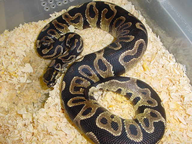 ball4