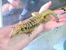 Pic 2 of cool looking tegu