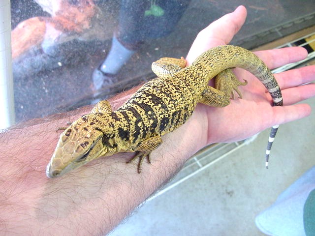 Pic 2 of cool looking tegu
