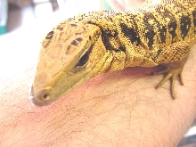 One wicked looking tegu