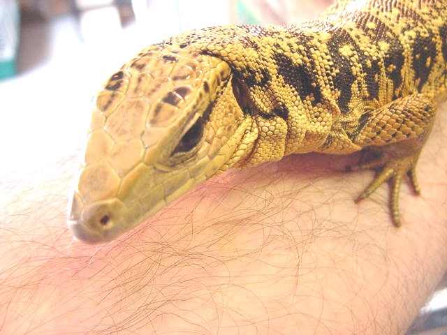 One wicked looking tegu