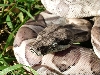 Ghost Boa