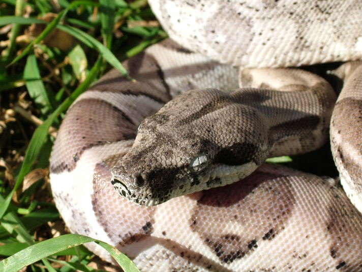 Ghost Boa