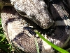Anery Het Albino