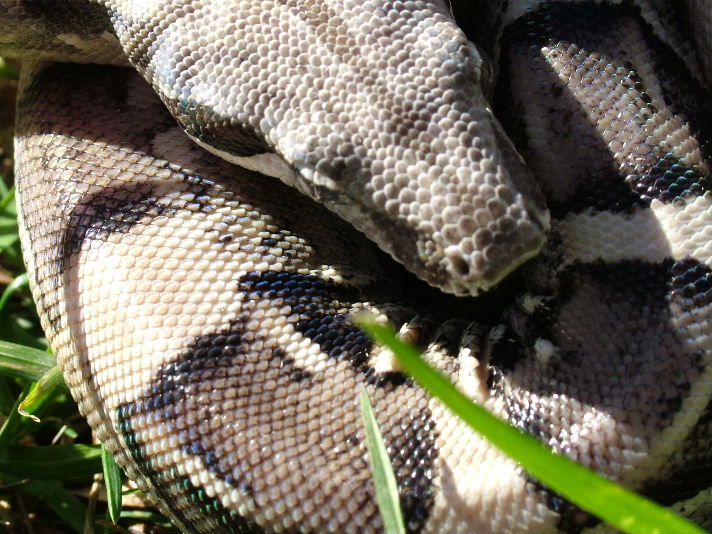 Anery Het Albino