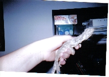 My Frilled Dragon