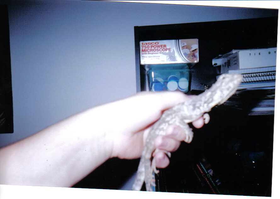 My Frilled Dragon