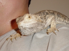 Beardie