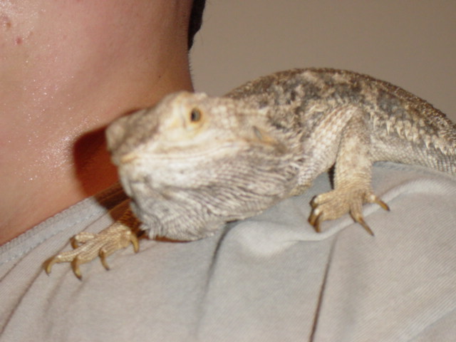 Beardie