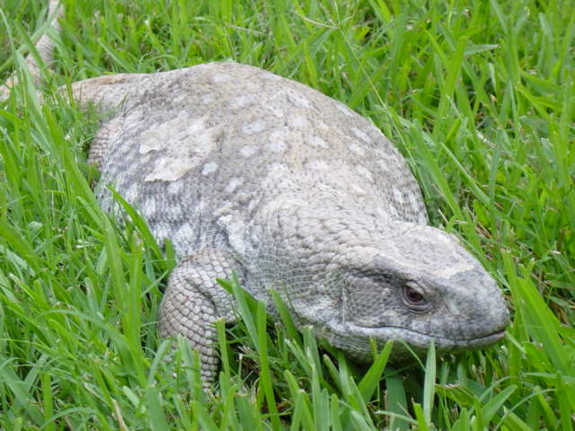 Ramoth the savannah monitor