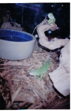 Za and Lizard, my two Green Iguanas