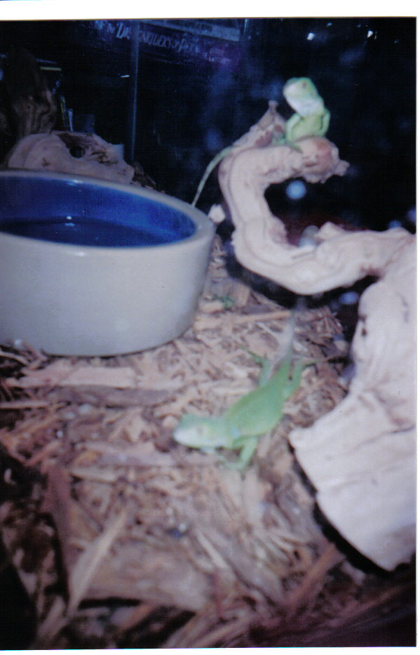 Za and Lizard, my two Green Iguanas