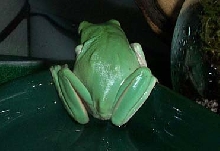 Froggy Butt