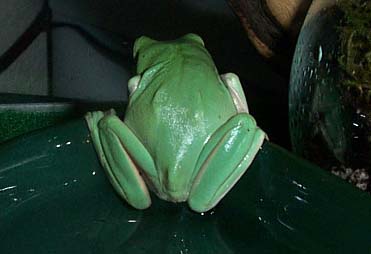 Froggy Butt
