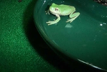 One of my new White's