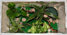 Bird's Eye View of White's Treefrog Tank