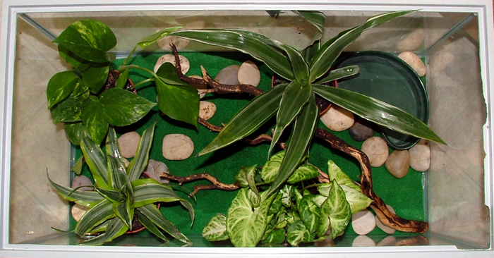 Bird's Eye View of White's Treefrog Tank