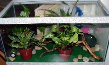 White's Tree Frog Tank View