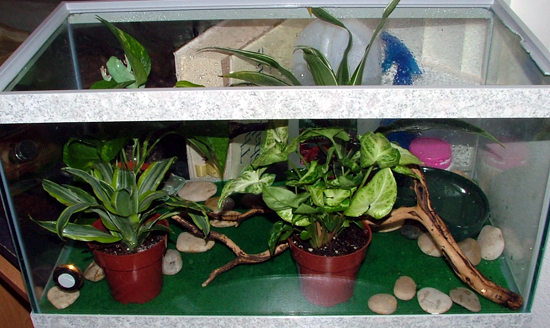 White's Tree Frog Tank View