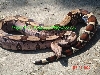 Suriname Male