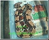 suriname male