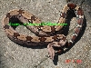 Male suriname