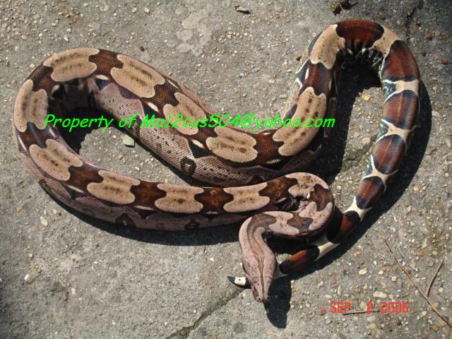 Male suriname