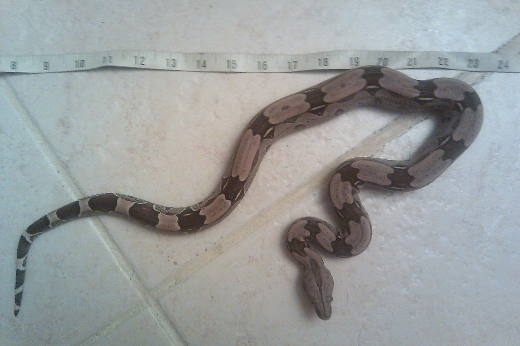 female suriname