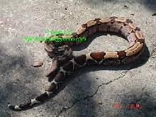 The Famous Surinam